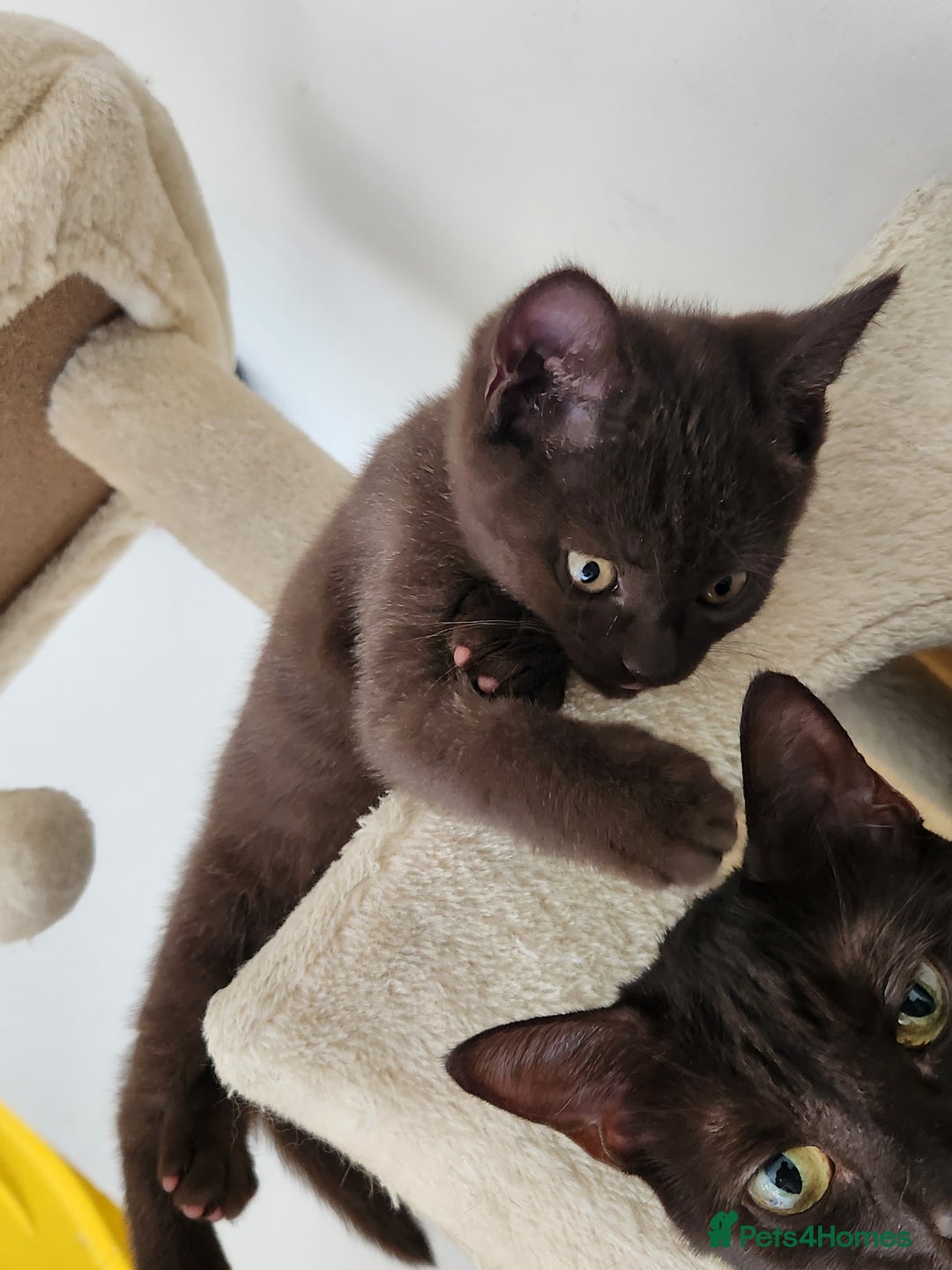 Havana Brown cats for sale: Rare Havana Brown's kittens - Image 16
