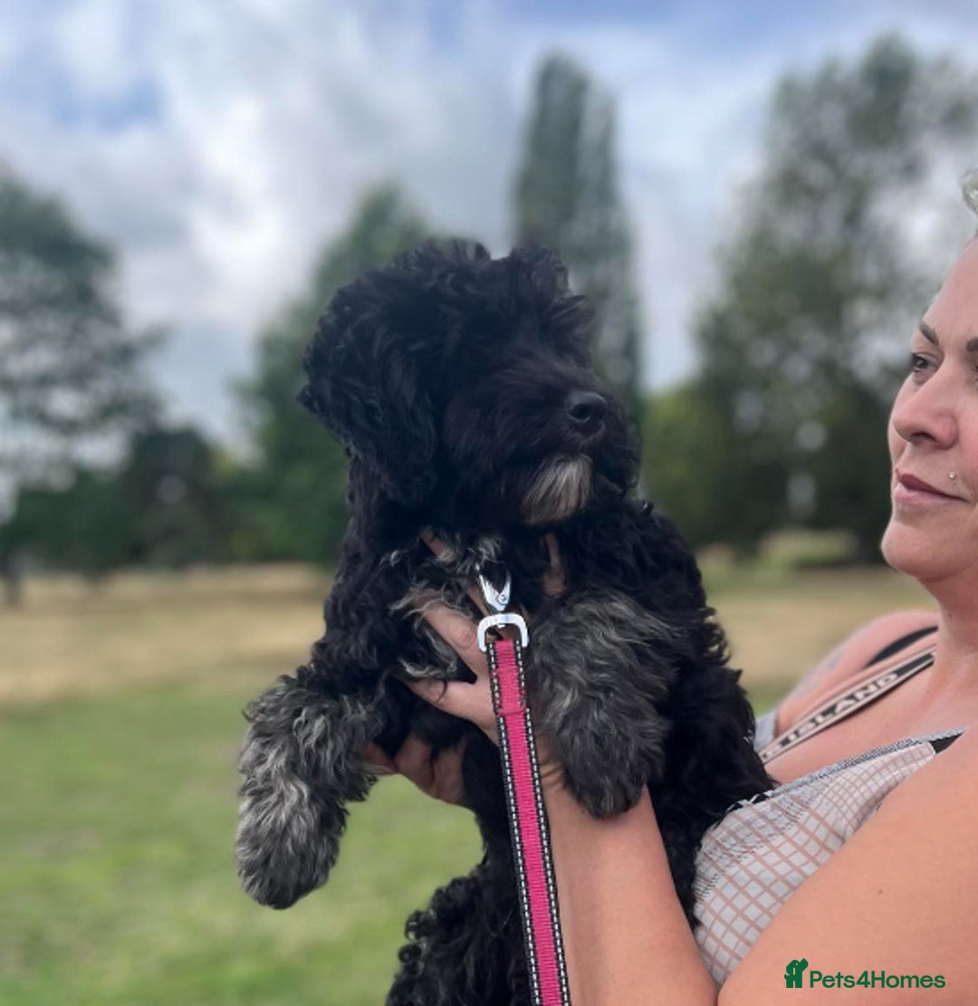 Sheepadoodle dogs for sale: F1b mini sheepadoodles - Image 34