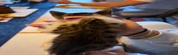 Mixed Breed cats for sale: A litter of beautiful kittens. - Advert 14