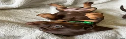 Miniature Dachshund dogs for sale: Beautiful kc miniature dachshund puppies - Advert 8