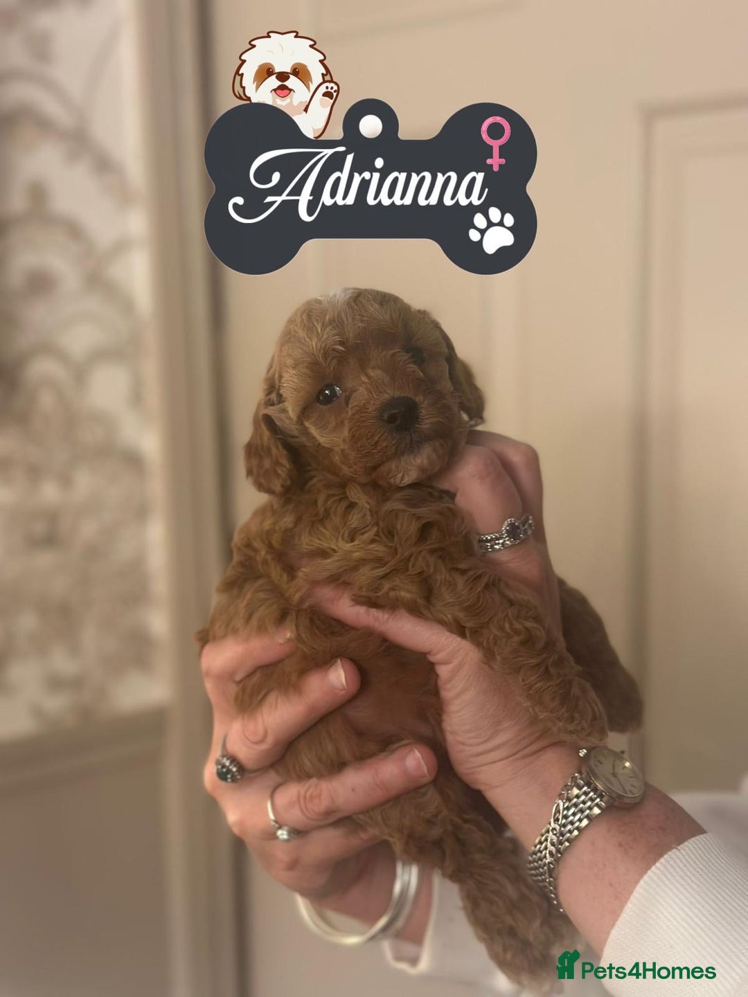 Shihpoo dogs for sale: F1b Shihpoo Puppies - 2 boys, 3 girls  - Advert 7