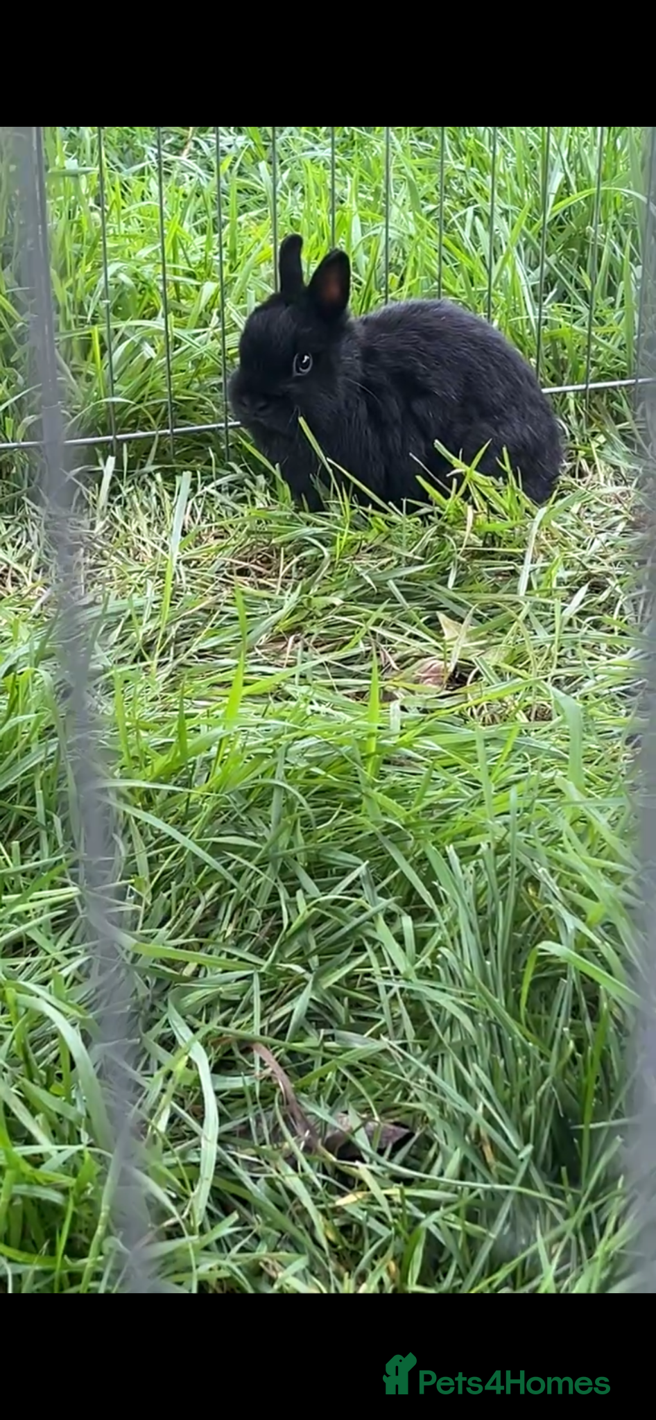 French Lop rabbits Rabbits  - Advert 16