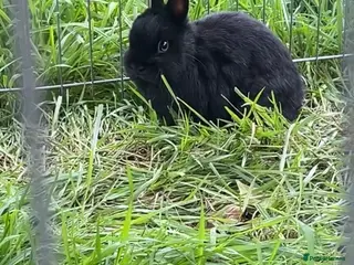 French Lop rabbits Rabbits - Advert 16