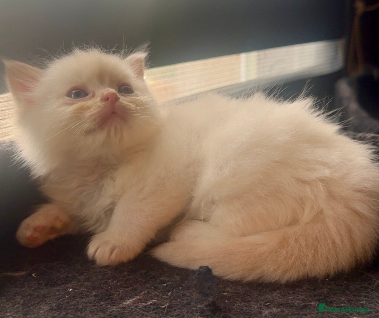 Ragdoll cats Full pedigree registered tica mink/sepia babies  - Advert 6