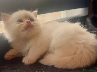 Ragdoll cats Full pedigree registered tica mink/sepia babies - Advert 6