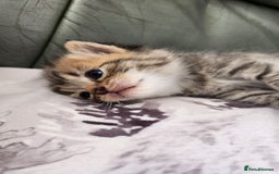 Persian cats for sale: 2 little ones looking for loving homes - Image 5