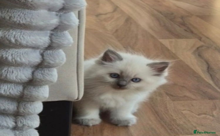 Ragdoll cats - Advert 2