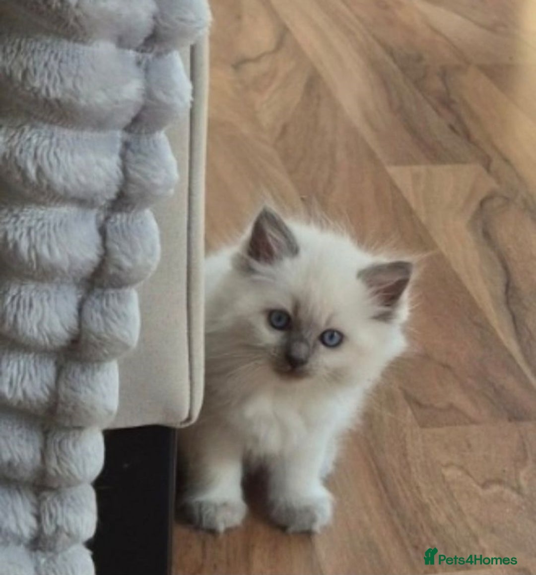 Ragdoll cats for sale: Active playful blue eyes Rag dolls - Image 1