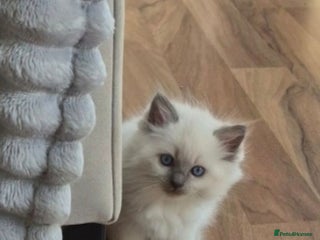 Ragdoll cats for sale - Advert 1