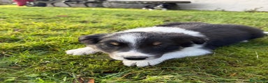 Border Collie Puppy 2
