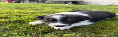 Border Collie Puppy 2