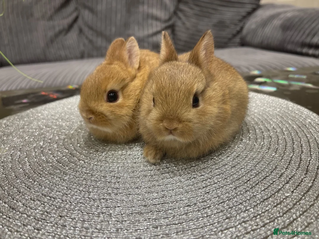 Netherland Dwarf rabbits for sale: Bunnies  in London - Advert 39