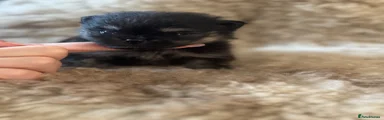 Pomeranian 2