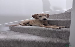 Labrador Retriever dogs for sale: 6 month Old Golden lab - Image 1