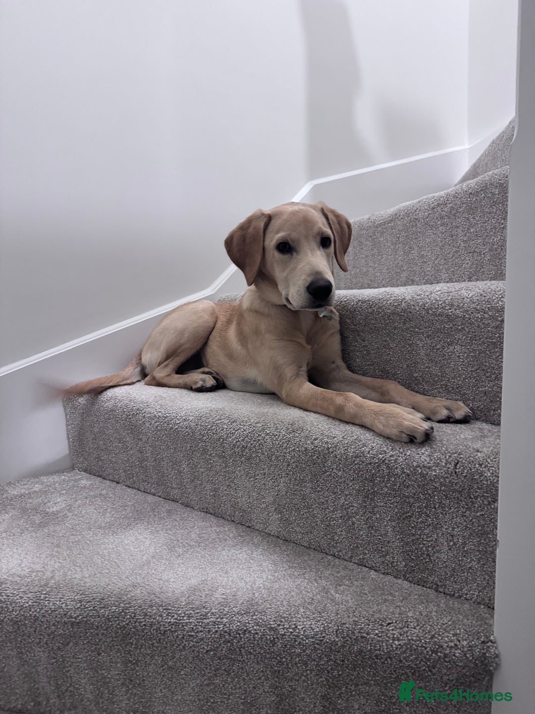 Labrador Retriever dogs for sale: 6 month Old Golden lab - Image 1