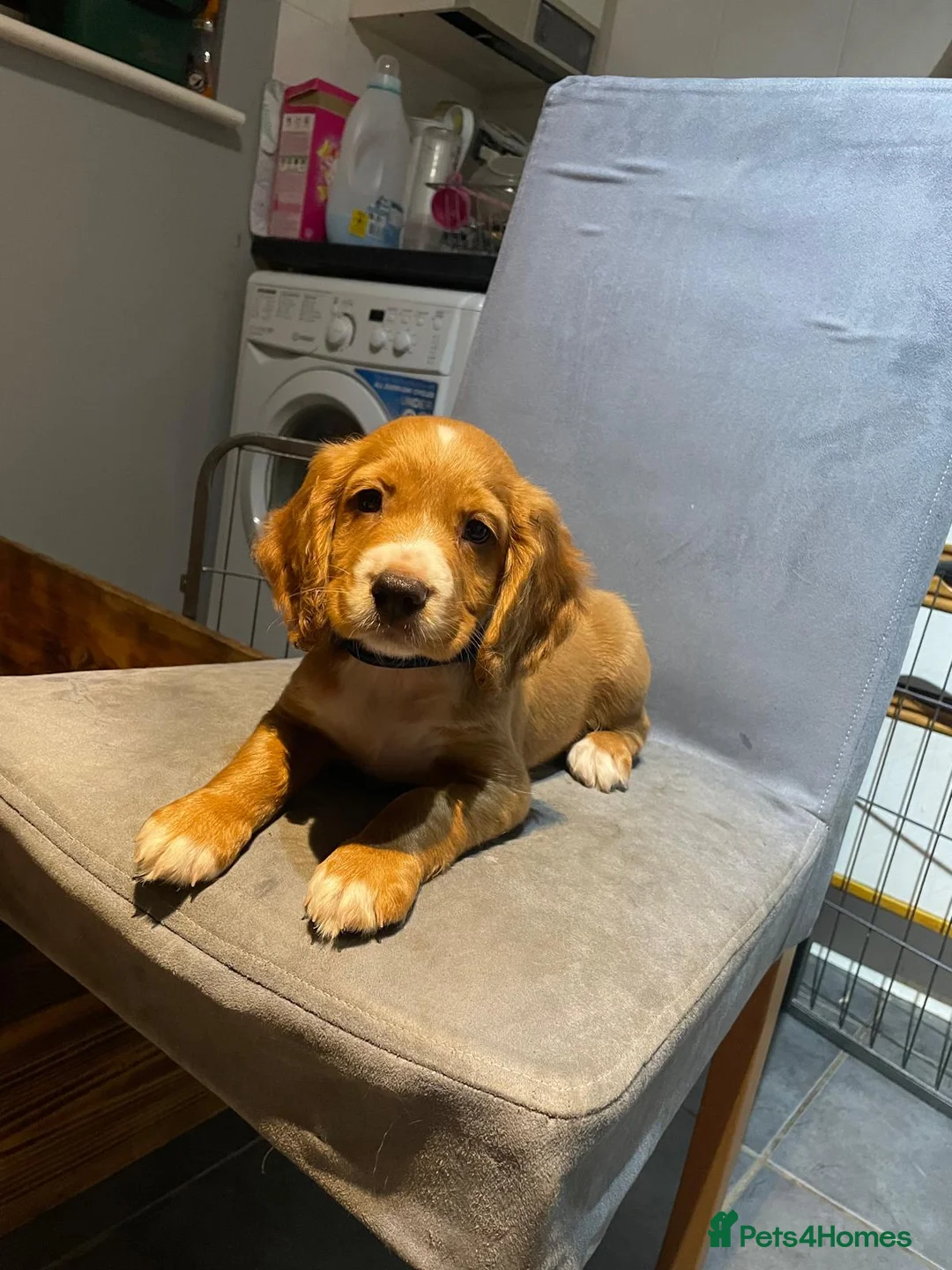 Cocker Spaniel dogs for stud: Working Cocker Spaniel at stud  in Cirencester - Advert 6