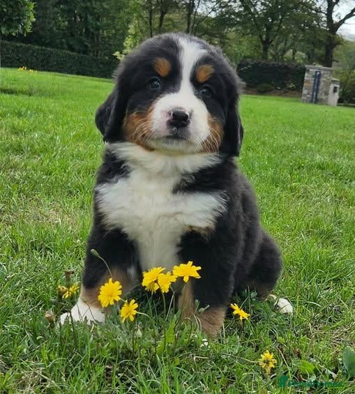 Bernese Mountain Dog dogs Quality Purebred Bernese Mountain Dog Pups  - Advert 17