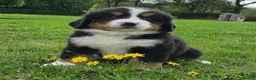 Bernese Mountain Dog dogs for sale: Quality Purebred Bernese Mountain Dog Pups  - Advert 3