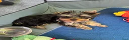 Yorkshire Terrier dogs for sale: Kennel Club Registered Female Yorkshire Terrier - Advert 5