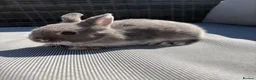 Netherland Dwarf rabbits for sale: Two Male pure breed Netherland dwarfs for sale  - Advert 6