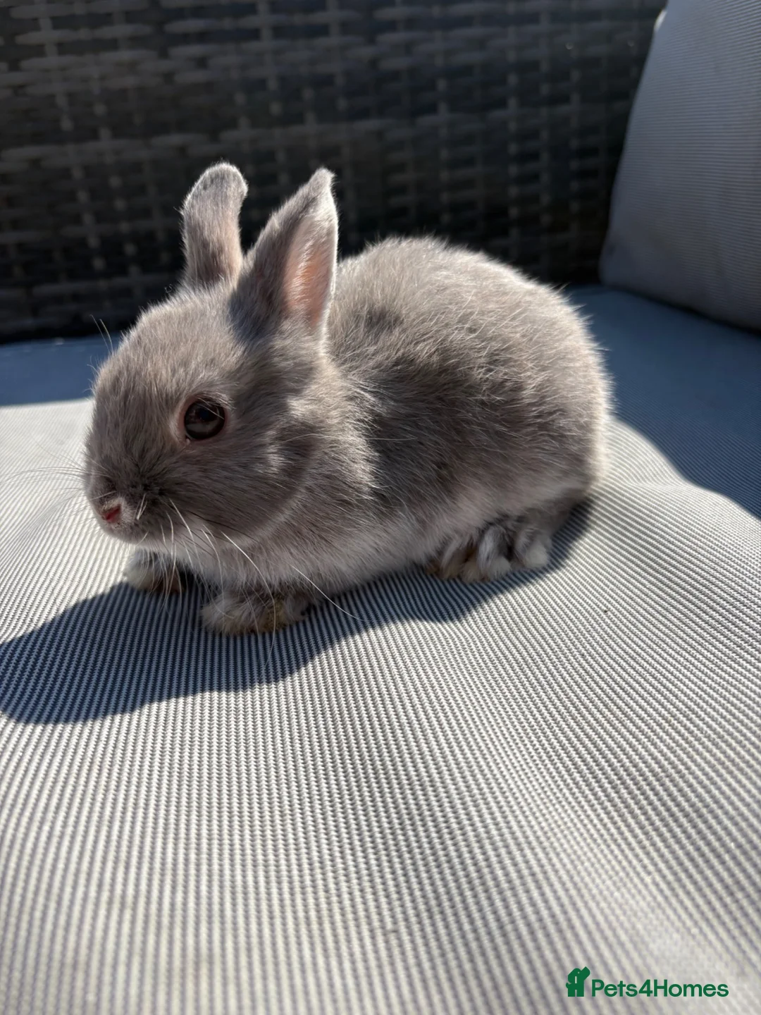 Netherland Dwarf rabbits for sale: Two Male pure breed Netherland dwarfs for sale  - Advert 6