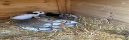 Mixed Breed rabbits for sale: Adorable Baby Rabbits for Sale – Ready Now! 🐰 - Advert 9