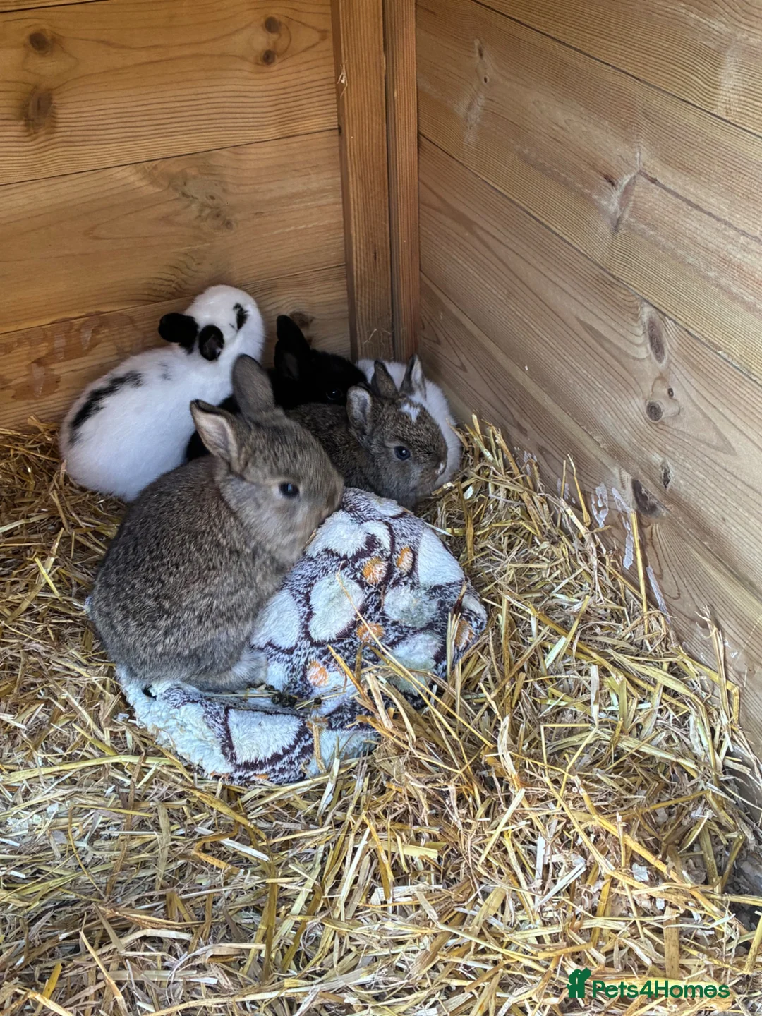 Mixed Breed rabbits for sale: Adorable Baby Rabbits for Sale – Ready Now! 🐰 - Advert 9
