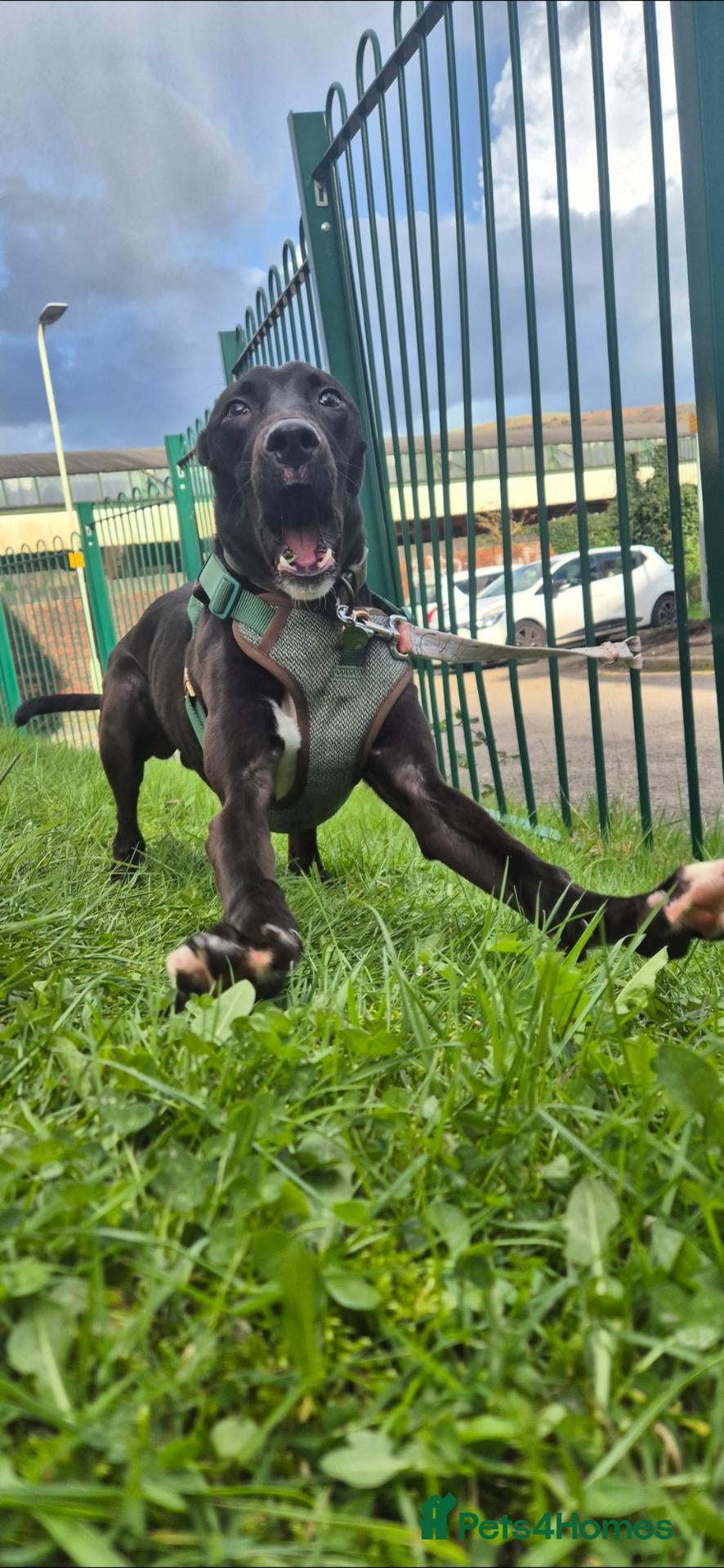 Lurcher dogs 1 year old male lurcher - Advert 2