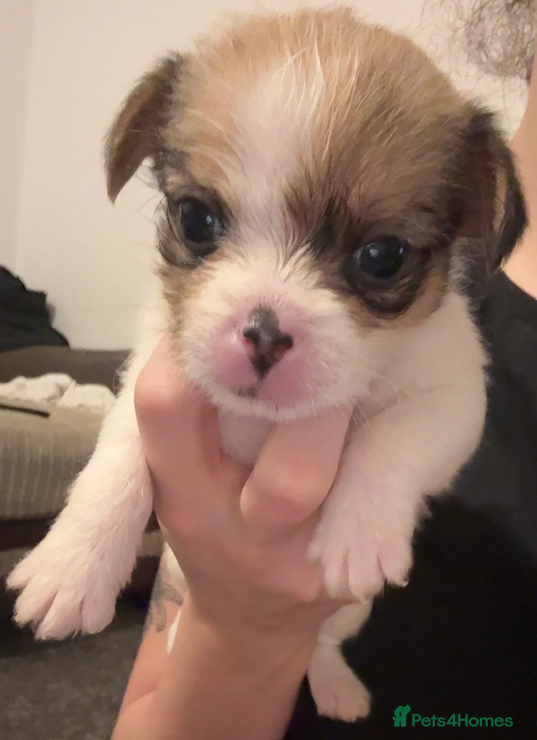 Mixed Breed dogs for sale:  Shih Tzu  - Advert 6