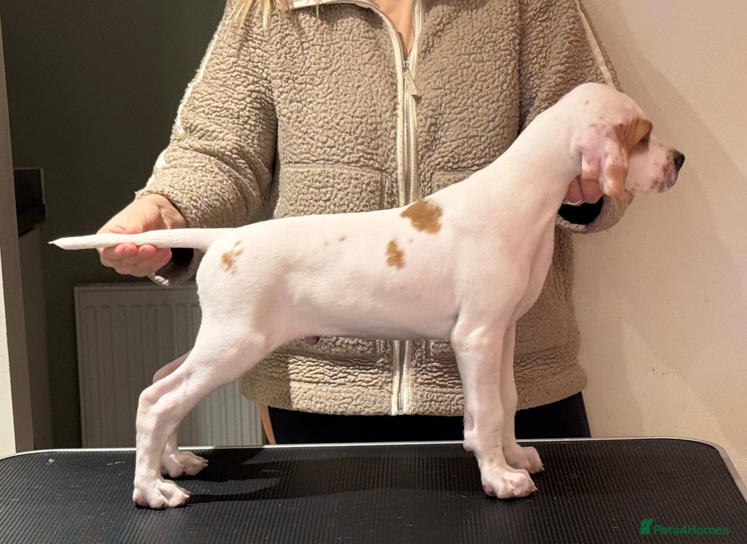 Pointer dogs for sale: Beautiful litter of Top Quality Pointer Puppies - Advert 30