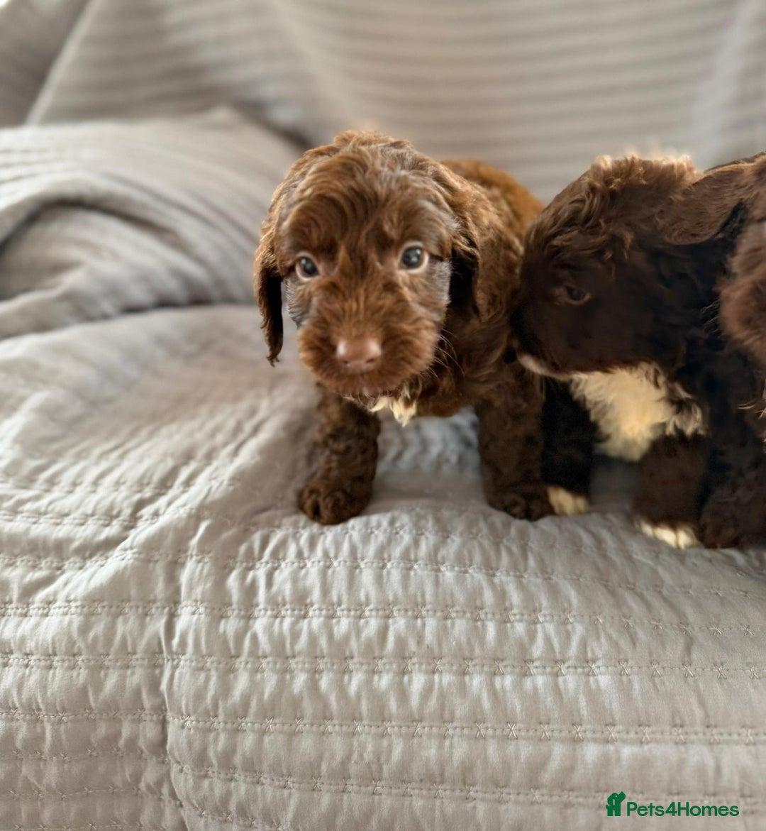 Cockapoo dogs for sale: Cockapoo puppies  - Advert 21