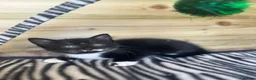 Mixed Breed cats for sale: Lovely kittens - Advert 3