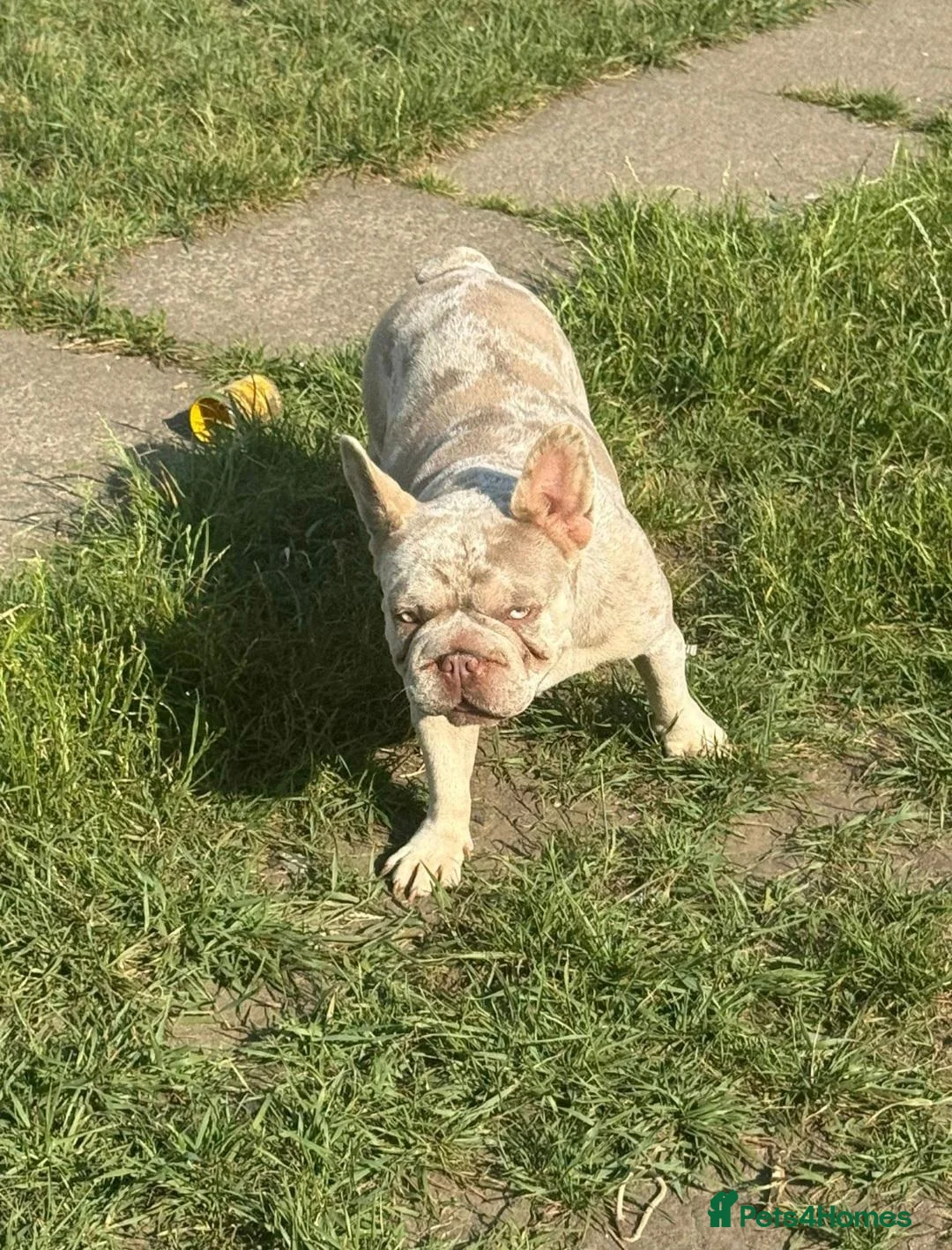 French Bulldog dogs for sale: Beautiful merle french bulldog  - Advert 9