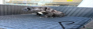 Sprocker 2