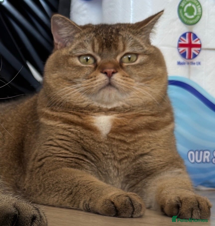 British Shorthair cats for sale: Nala - Golden BSH - Advert 2