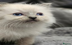 Ragdoll cats for sale: Stunning ragdoll kittens  - Image 22