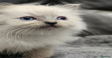 Ragdoll cats - Advert 15