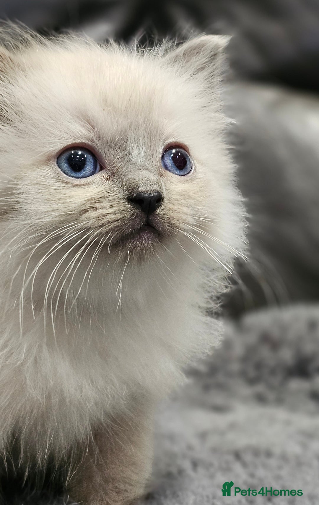 Ragdoll cats for sale: Stunning ragdoll kittens  - Image 22