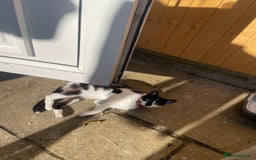 British Shorthair cats for sale: Three British shorthair kittens  - Image 6