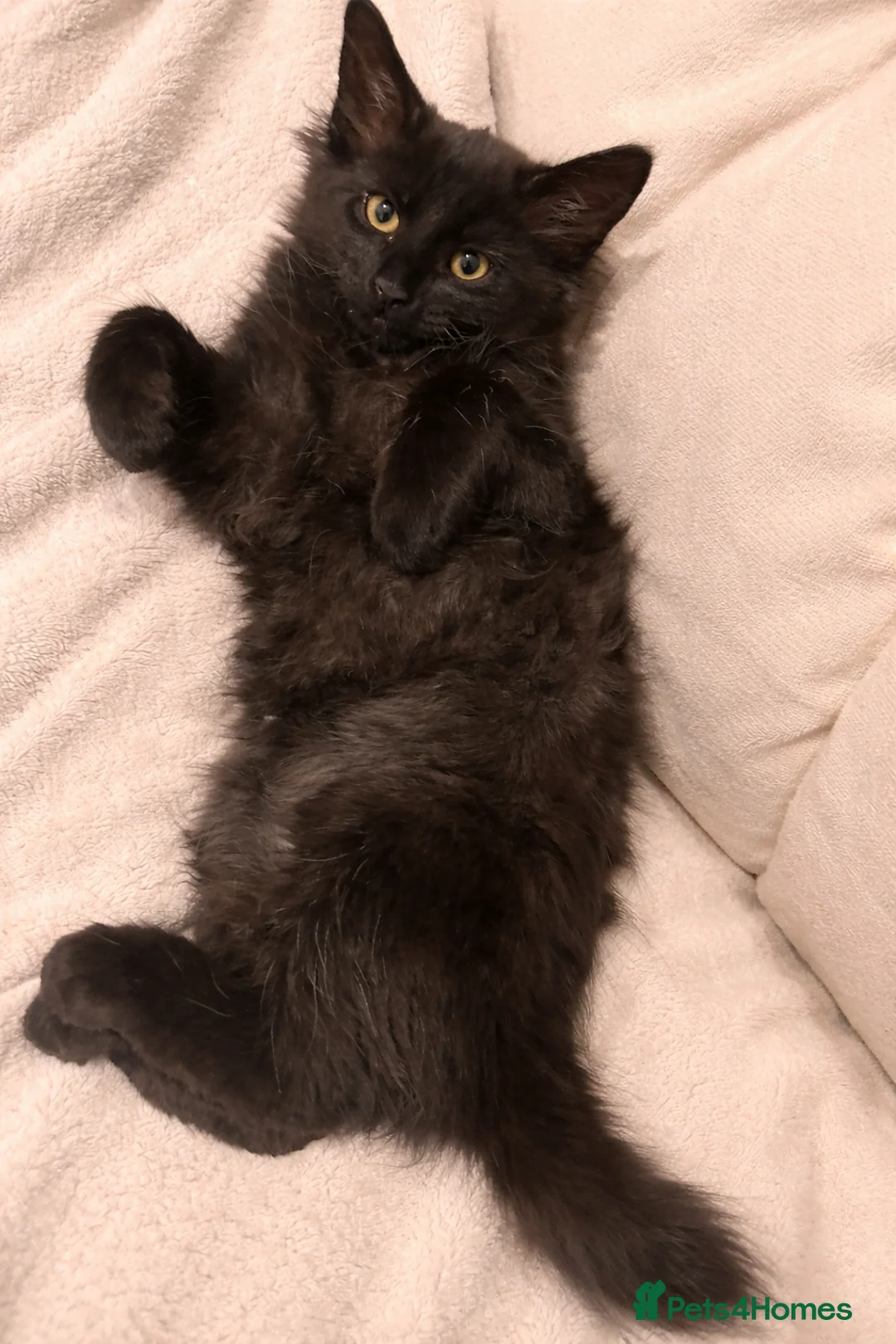 Mixed Breed cats for sale: Female cat for rehoming - Advert 5