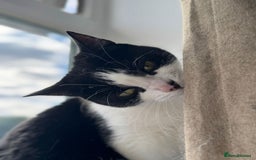 Mixed Breed cats for sale: URGENT: REHOMING NEEDED FOR MIXED BENGALS - Advert 4