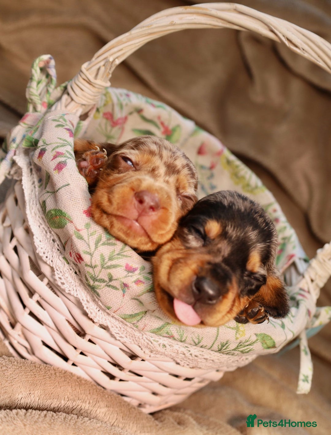 Dachshund dogs for sale: Dachshund Lovely Pupies Waiting for Forever Home - Image 6
