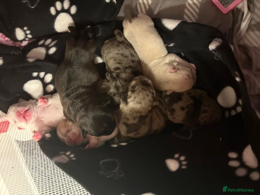 Frug dogs for sale: 🐶 Beautiful Frug puppies 🐶  - Advert 2