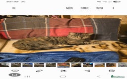 Mixed Breed cats for sale: Mixed breed female cat Free to a good home - Image 6