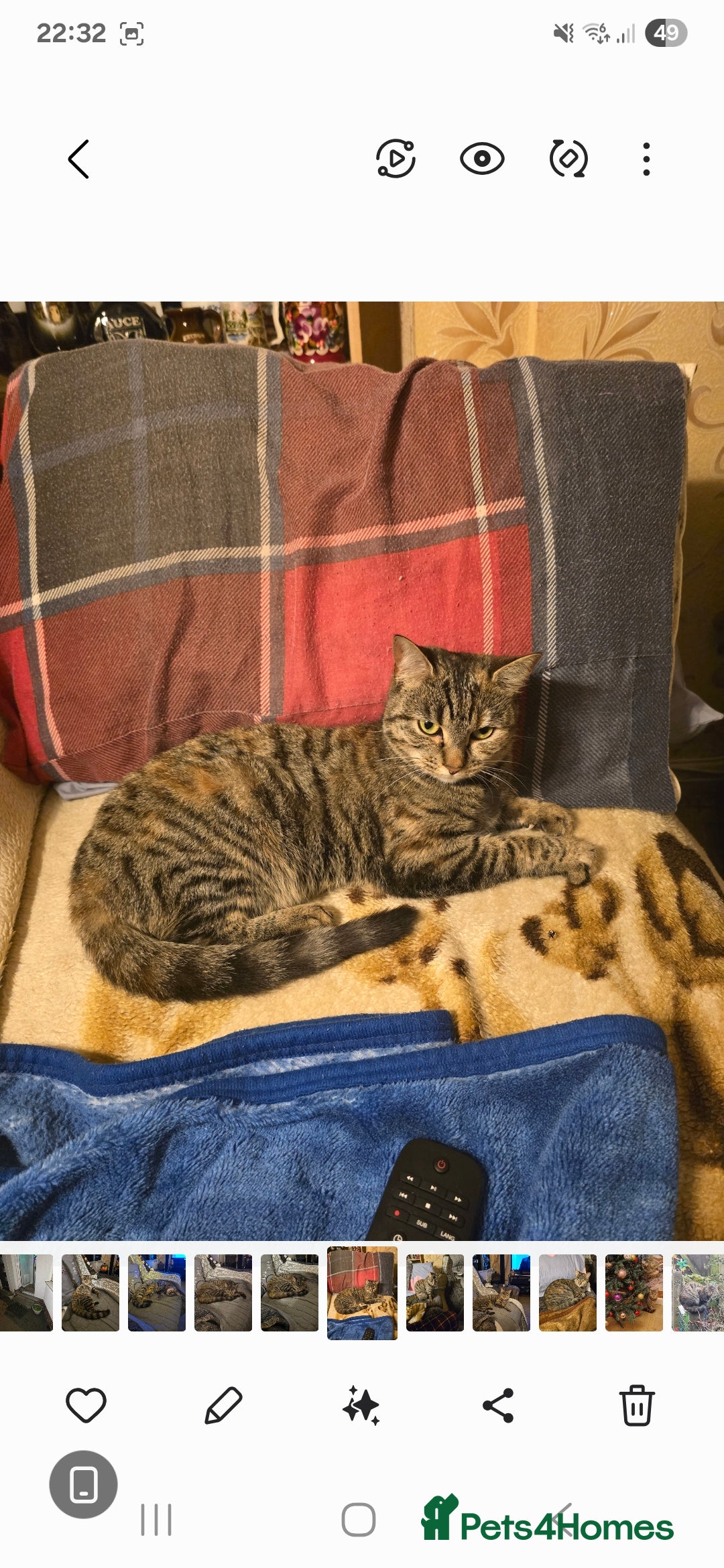 Mixed Breed cats for sale: Mixed breed female cat Free to a good home - Image 6