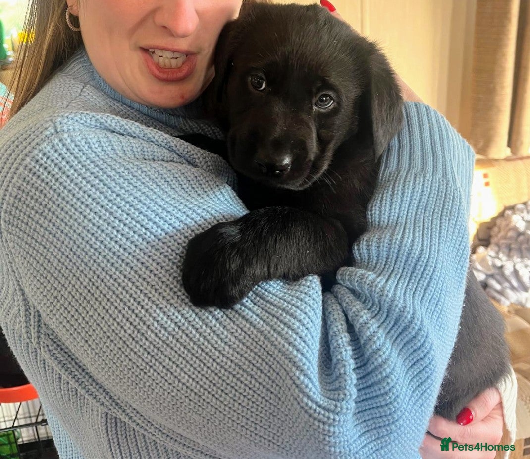 Sheprador dogs Shepadors - Advert 13