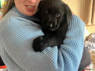 Sheprador dogs Shepadors - Advert 15