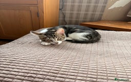 Mixed Breed cats for sale: Beautiful mixed breed kittens  - Image 5
