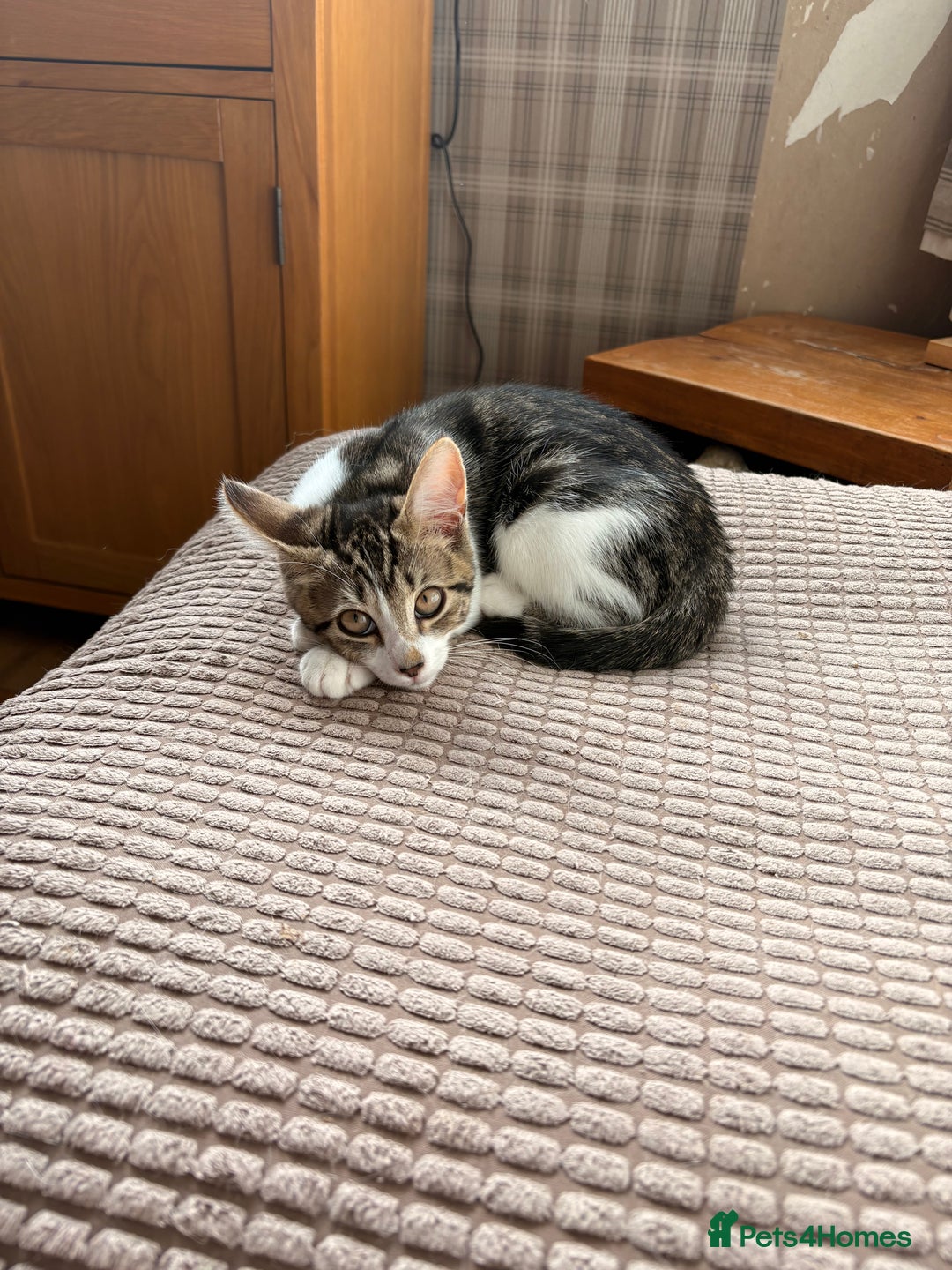 Mixed Breed cats for sale: Beautiful mixed breed kittens  - Image 5