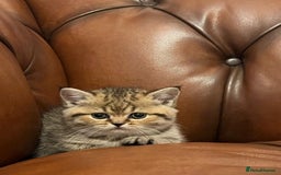 British Shorthair cats for stud: Lilac bsh stud duties - Image 5